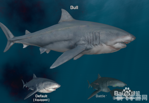 迈阿密鲨鱼,迈阿密鲨鱼:深海猎手的生存挑战