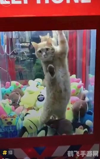 猫 咪app 成 人 抖 音,探索猫咪APP:成人抖音风格的独特魅力