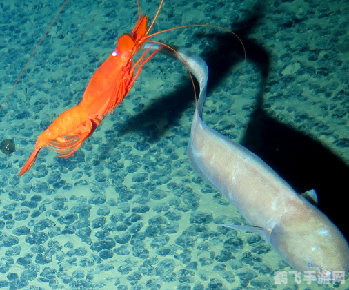 探索神秘深海,畅享3D海底世界动态屏保