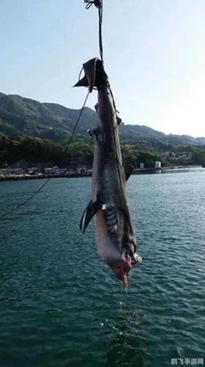 新鲜的大鱼,新鲜的大鱼：深海捕捞攻略大揭秘