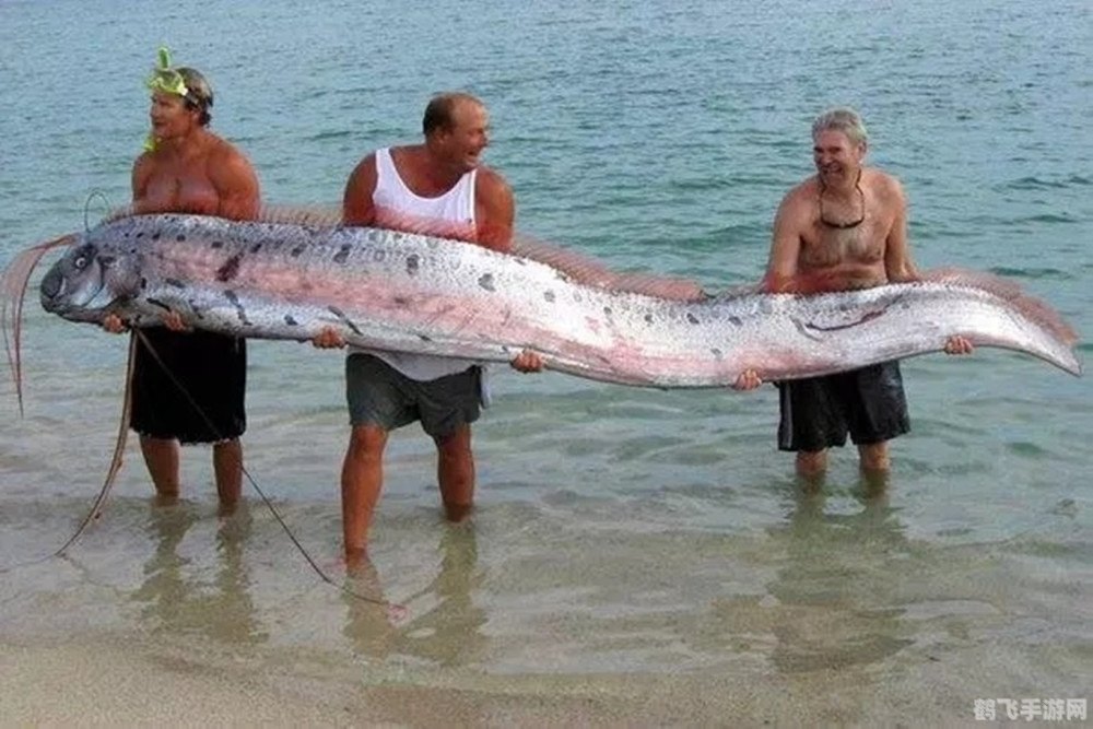 新鲜的大鱼,新鲜的大鱼：深海捕捞攻略大揭秘