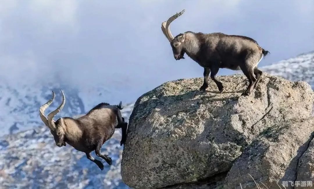 羊了个羊手游攻略:成为羊群中的领头羊!