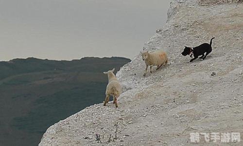 羊了个羊手游攻略:成为羊群中的领头羊!