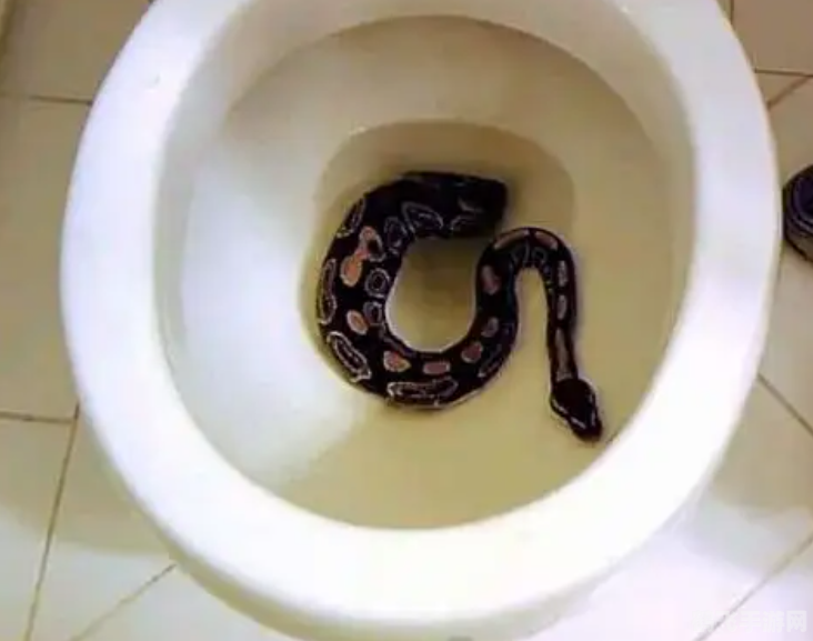 马桶app手游攻略：玩转厕所时间，轻松成为游戏高手！