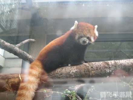 揭秘棕色小熊猫身世，探寻大熊猫宝宝的奥秘