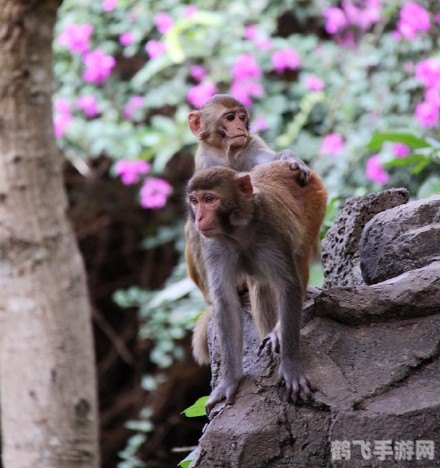 猴岛大冒险,猴岛大冒险探秘：猴王之路的奇幻旅程
