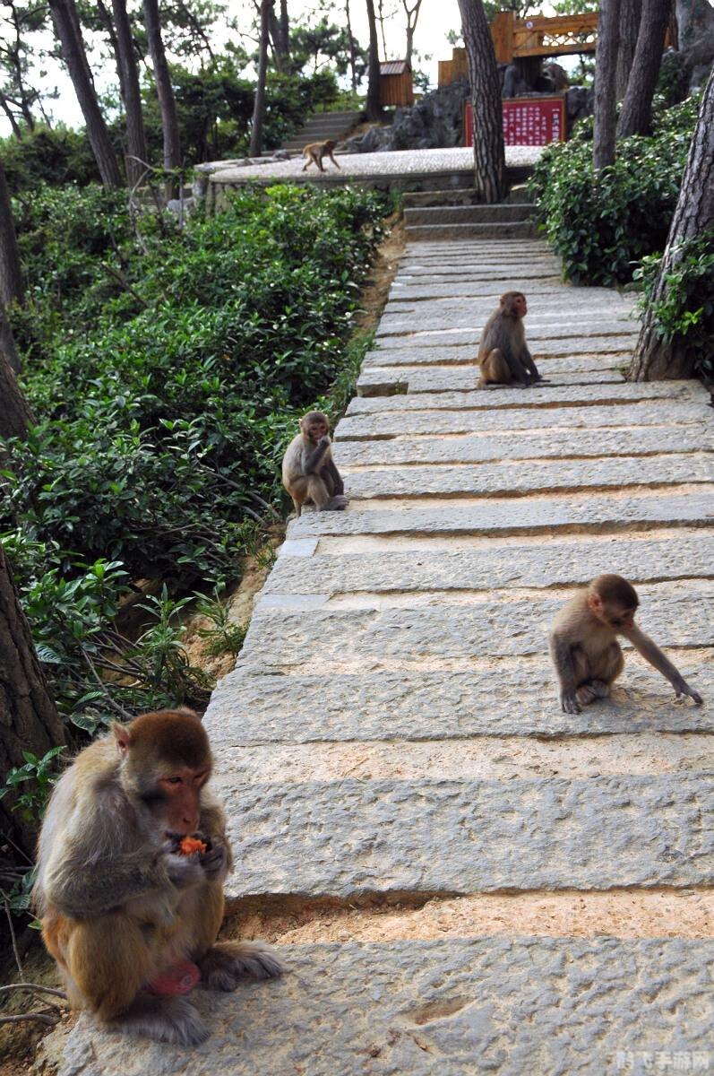 猴岛大冒险,猴岛大冒险探秘:猴王之路的奇幻旅程