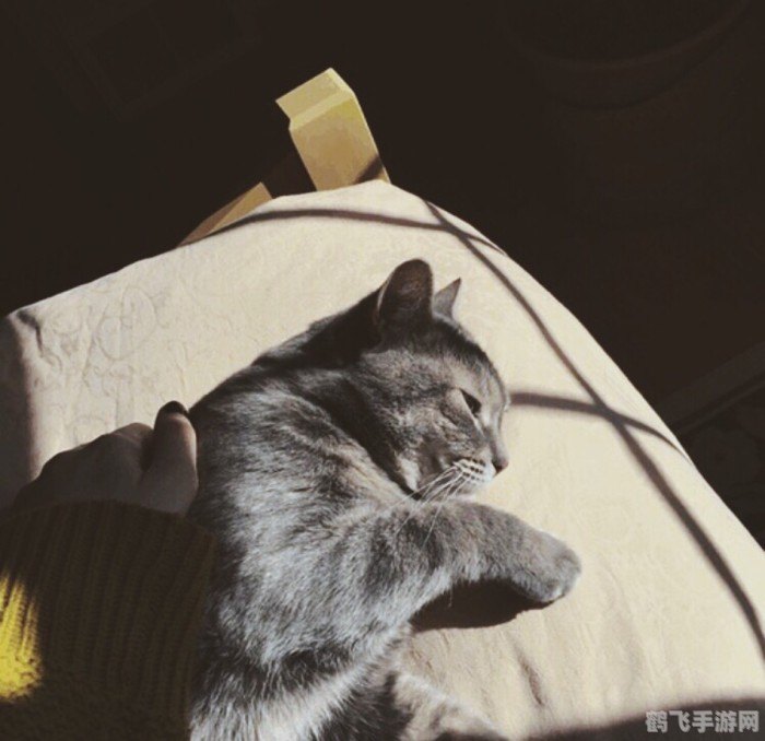 洛克王国喵喵,洛克王国喵喵探秘：萌宠助力冒险之旅