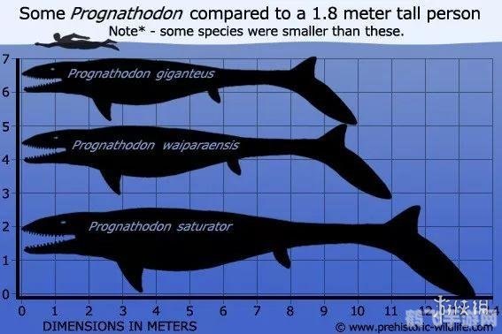 深海巨兽揭秘:鲸鱼牙齿探秘与手游攻略