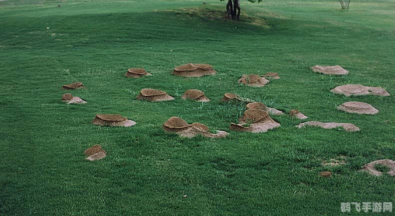 辣椒蚂蚁庄园,辣椒蚂蚁庄园探秘:策略布局,打造你的蚂蚁帝国!