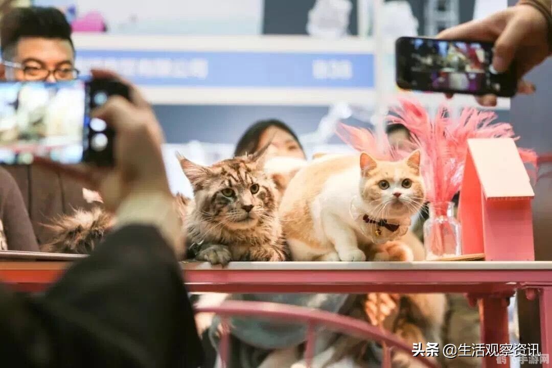 pdd战队,PDD战队热血出征,电竞新势力崭露头角