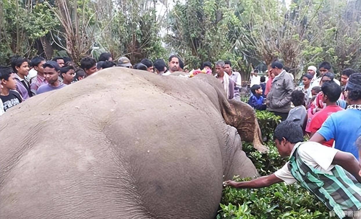 游戏守望者,游戏守望者：探索未知世界，攻略制胜秘籍