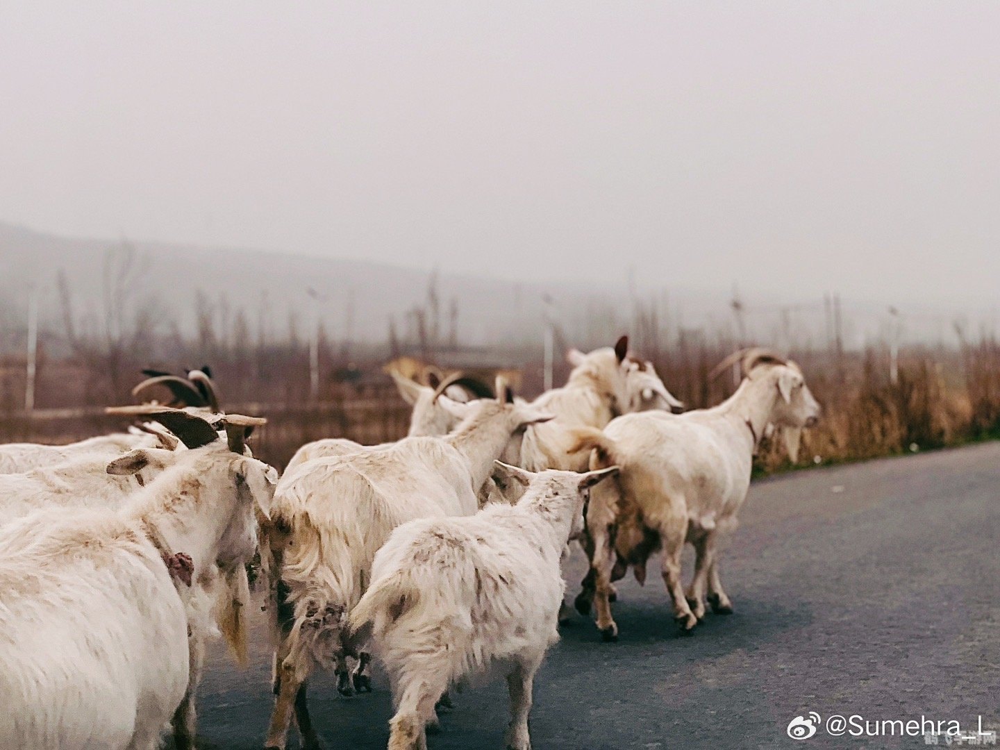 农夫有17只羊,农夫的17只羊:牧羊攻略大揭秘!