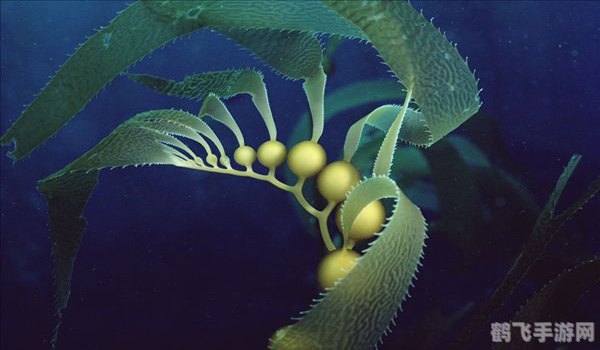 哪种动物喜欢把海藻缠在身上,海洋奇遇:海藻缠身秘籍大揭秘!