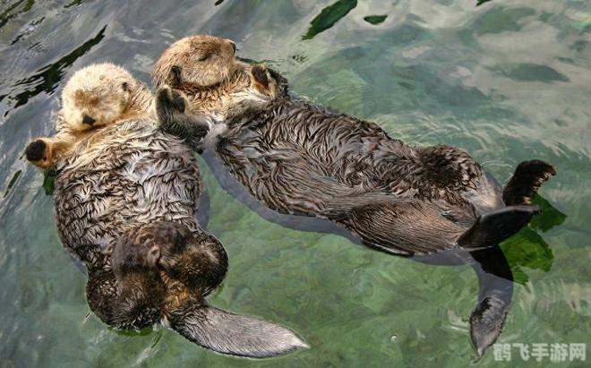 哪种动物喜欢把海藻缠在身上,海洋奇遇:海藻缠身秘籍大揭秘!