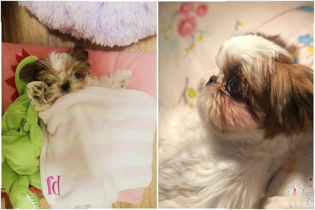 wow遛狗,wow遛狗萌宠相伴,探索魔兽世界新玩法!