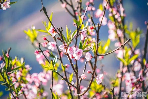 海洋里的海绵是植物还是动物,标题**:探秘海洋深处——海绵的奇妙世界与手游攻略