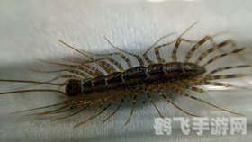 哪种动物冬眠蚂蚁庄园,探秘动物冬眠奇境,蚂蚁庄园里的冬日奇遇