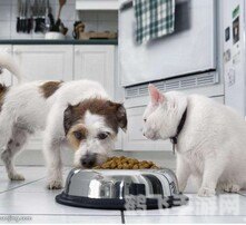 RO3宠物情人萌宠来袭，开启别样恋爱冒险！