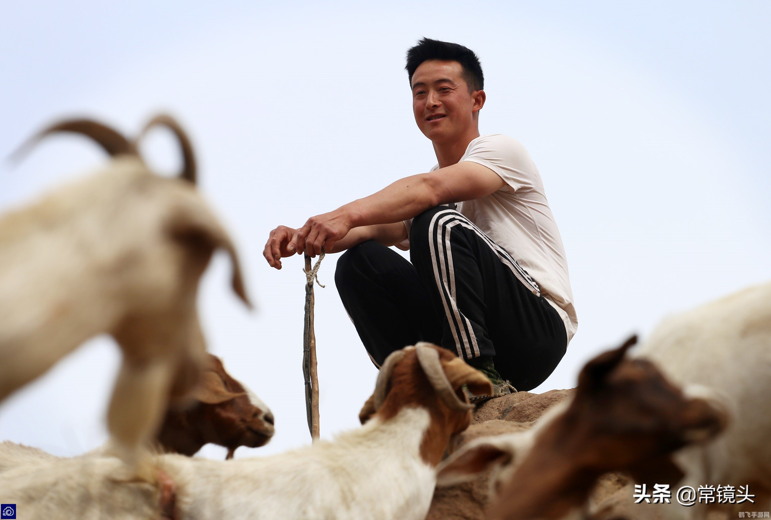 养了个羊怎么玩,养了个羊游戏攻略:轻松养羊,乐趣无穷!