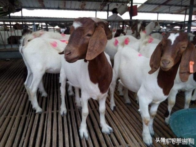 养了个羊怎么玩,养了个羊游戏攻略:轻松养羊,乐趣无穷!