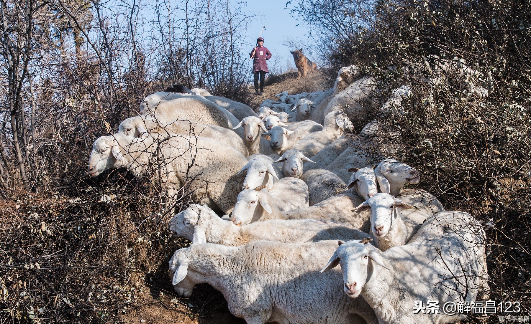 养了个羊怎么玩,养了个羊游戏攻略:轻松养羊,乐趣无穷!