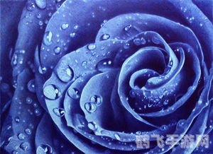 蓝色妖姬什么梗,揭秘蓝色妖姬梗，探寻游戏世界的神秘魅力