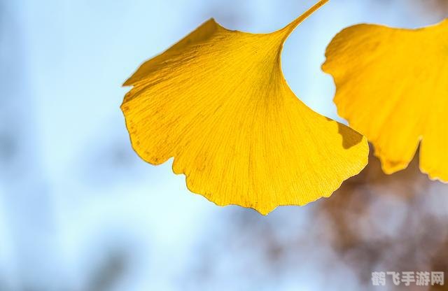 银杏叶泡水喝能降血压吗?蚂蚁庄园揭秘