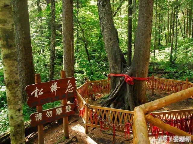 冬季雪封草地：救命草成动物生存秘籍