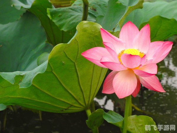 接天莲叶无穷碧,探秘蚂蚁庄园莲叶秘境