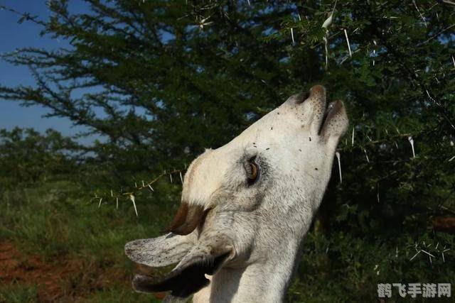 冻梨为什么是黑色的蚂蚁庄园,冻梨为何呈现黑色？蚂蚁庄园揭秘