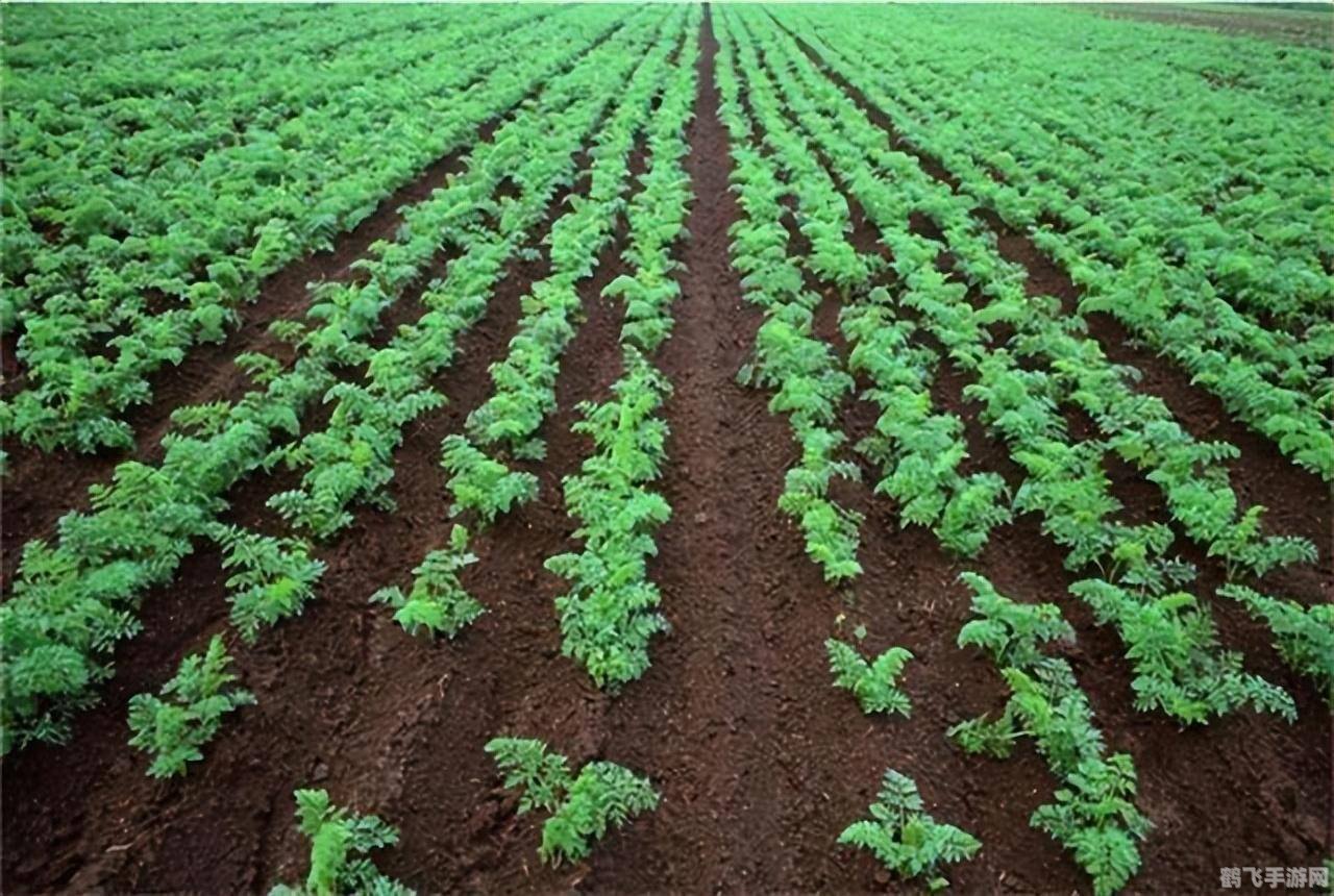 农场升级秘籍:种植这些作物,快速升级不是梦!