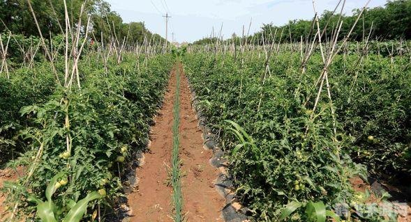 农场升级秘籍:种植这些作物,快速升级不是梦!