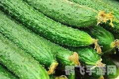 探秘黄瓜之旅:西域传来的美味佳肴