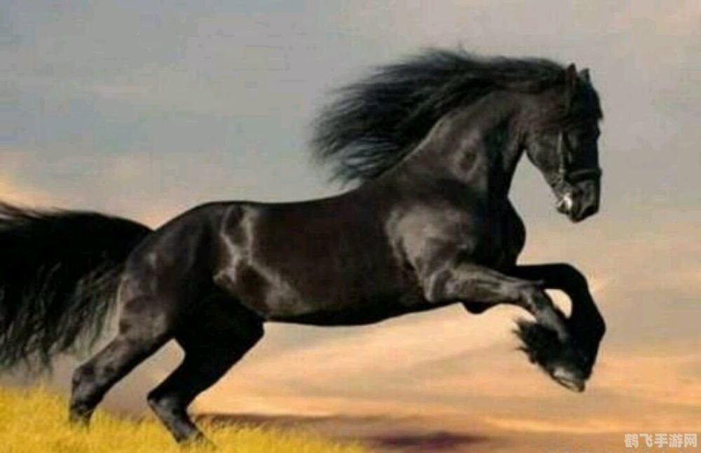 天马驾驾驾,天马