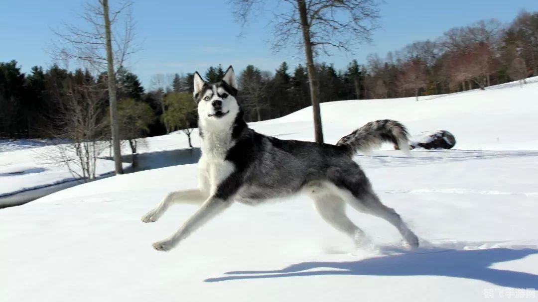 太空淘金者手游攻略,成为宇宙中的财富大亨