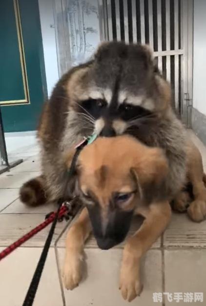 生化危机浣熊市,生化危机，浣熊市手游攻略，生存与逃脱的终极指南