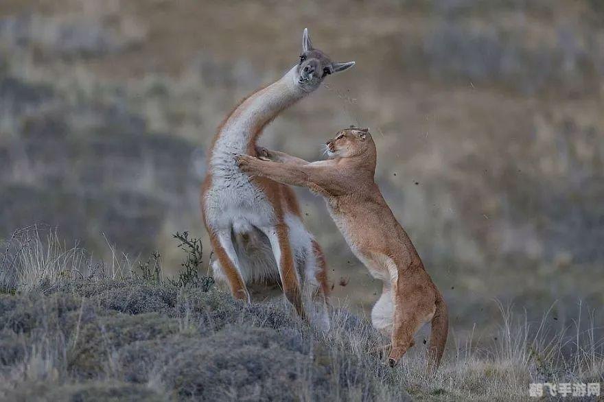 生化危机浣熊市,生化危机,浣熊市手游攻略,生存与逃脱的终极指南