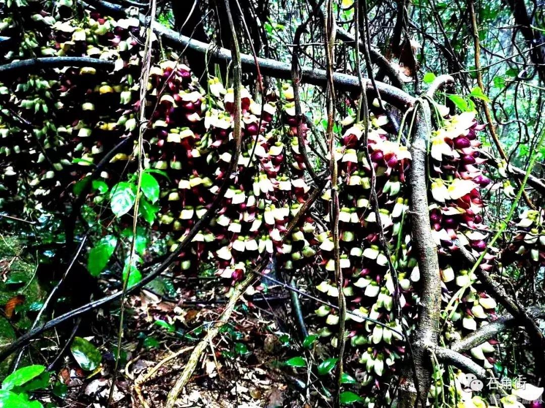 描写春雨的诗句蚂蚁庄园,春雨绵绵诗意浓——蚂蚁庄园中的春雨情怀