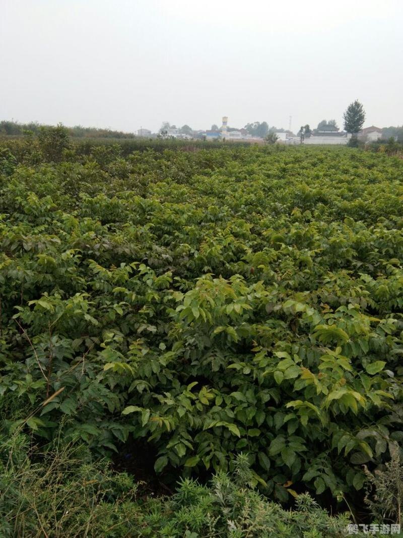 全国最大的核桃种苗输出地,全国最大核桃种苗输出地揭秘