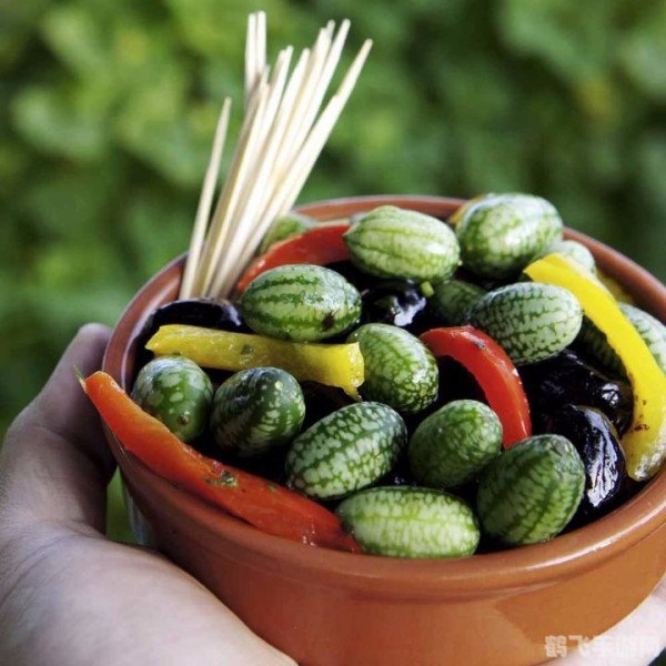 我们吃的零食西瓜子,零食西瓜子手游,攻略与玩法详解,成为顶级玩家!