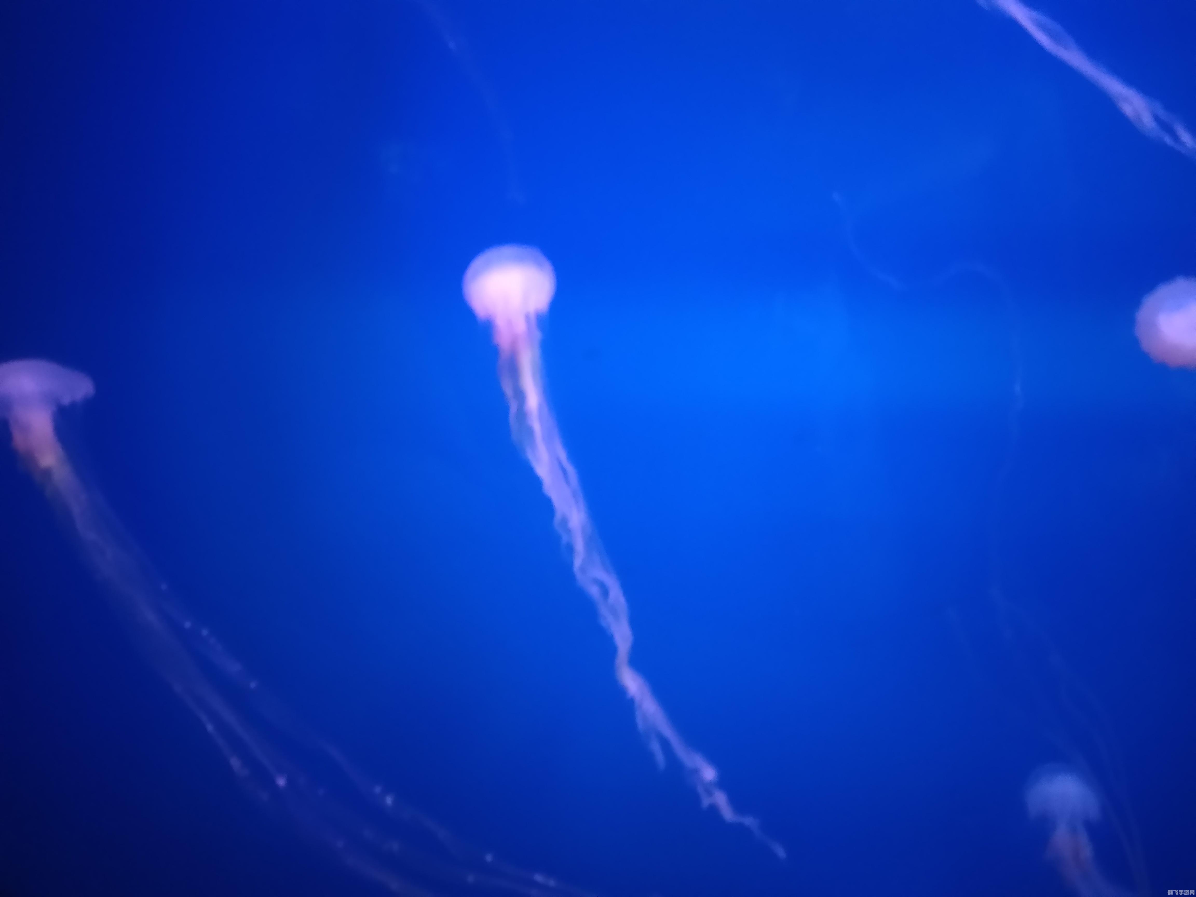 手游奇幻水域攻略,倒立着喝水,探索神秘水域的奥秘