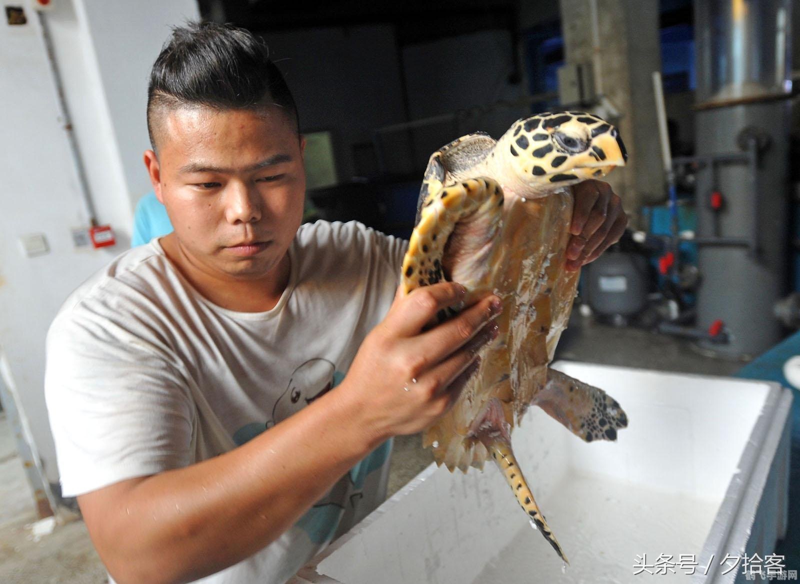 小海龟冒险手游深度攻略,探秘海洋的奇幻之旅