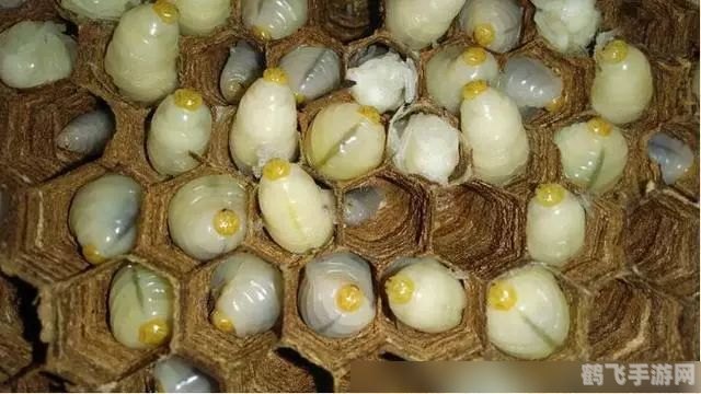 杀人蜂幼虫,杀人蜂幼虫，手游攻略与玩法详解