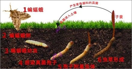 虫草是虫还是草蚂蚁新村,虫草之谜,是虫还是草?蚂蚁新村带你揭秘