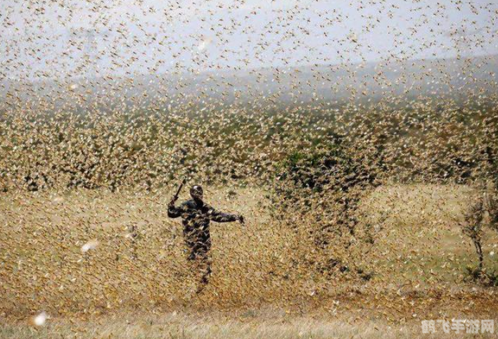 蝗灾狂潮蝗虫大军席卷而来,你准备好了吗?