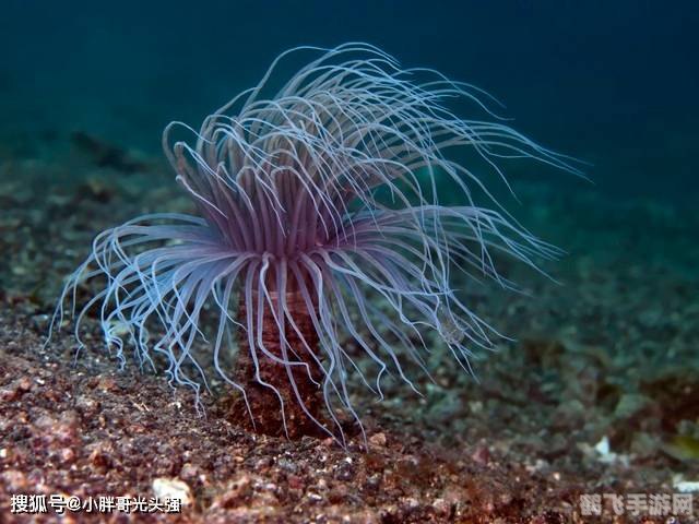 海葵，深海中的神秘生物与游戏攻略