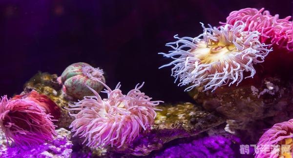 海葵,深海中的神秘生物与游戏攻略