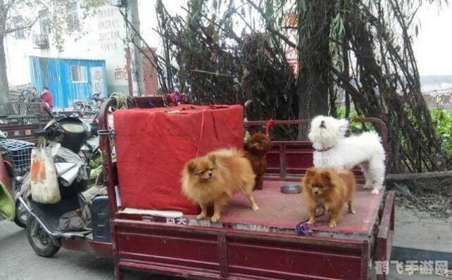 风之集市手游攻略,成为集市大师的秘诀