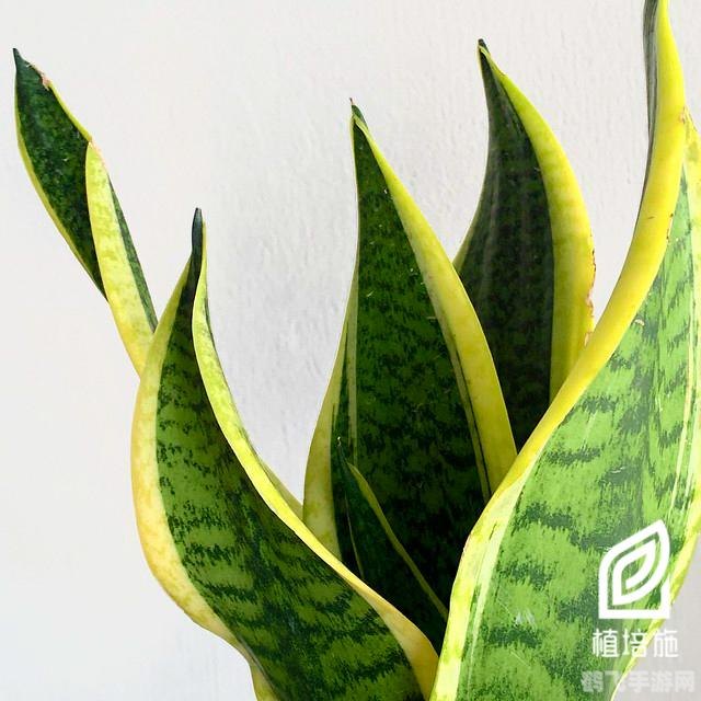 植物大战僵尸,谁笑到最后终极攻略,制胜秘诀与布局技巧